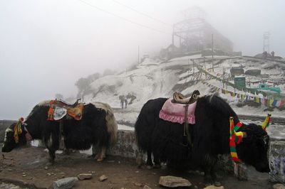 Yaks on field by snow covered mountain