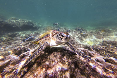 High angle view of turtle swimming in sea