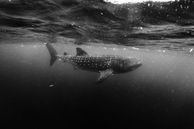 Fish swimming in sea