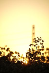 Plants growing in sunlight at sunset