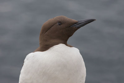 Close-up of a bird against the sea