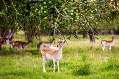 Young deers standing on field against trees