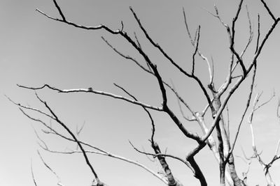 Low angle view of bare tree against clear sky