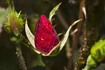 Close-up of wet red rose flower