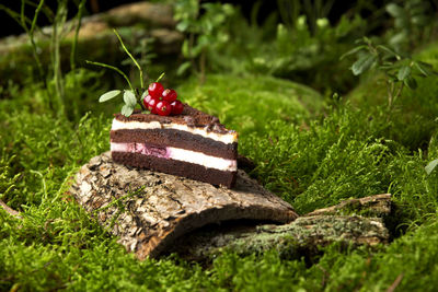 Close-up of cake slice on wood