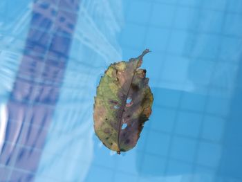 High angle view of leaf on pool