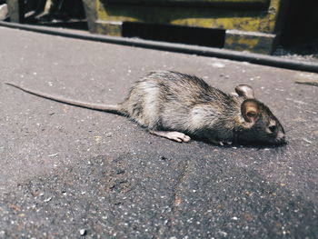 Close-up of squirrel on the road