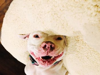 Close-up portrait of a dog