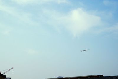 Low angle view of bird flying in sky