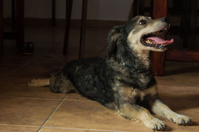 Dog sitting on floor at home