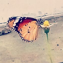 Close-up of butterfly