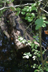 Bird on tree by plants