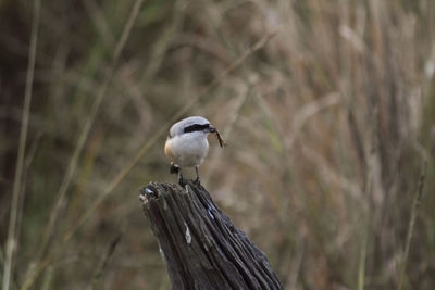 Close-up of bird perching on wood at field