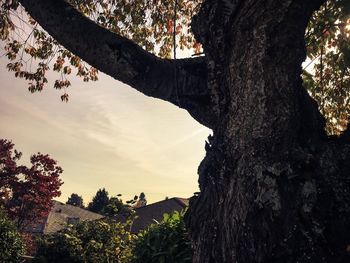 Low angle view of trees against sky