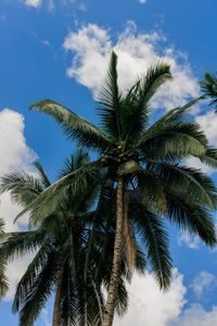 Low angle view of palm tree against sky