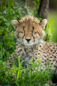 Portrait of a cat on field