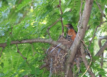 Low angle view of bird perching on tree