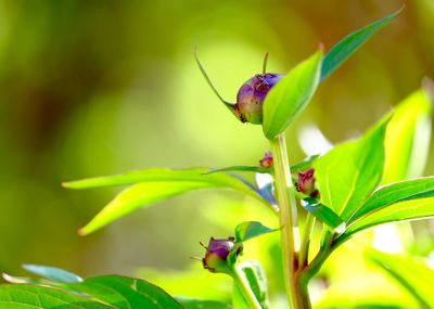 Close up of purple flowers
