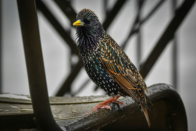 Close-up of bird perching outdoors