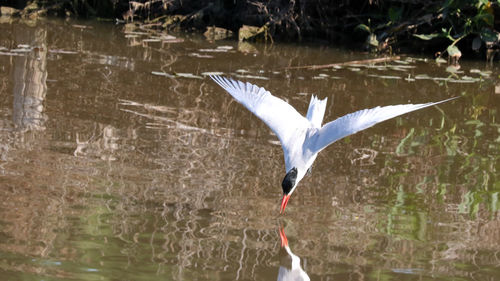 Bird flying over lake