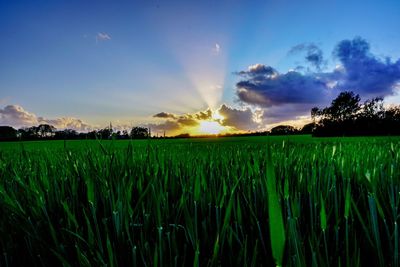 Scenic view of agricultural field against sky during sunset