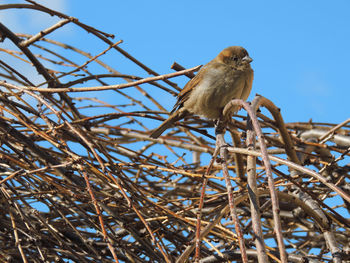 Low angle view of bird perching on branch against clear sky