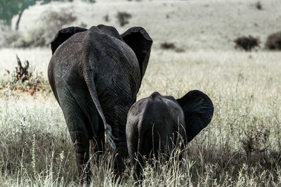 Rear view of elephant walking with calf on grassy field