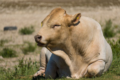 View of a horse on field