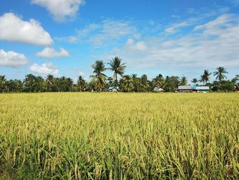 Scenic view of agricultural field against sky