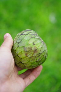 Close-up of hand holding fruit