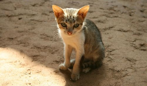 Portrait of stray kitten sitting at beach