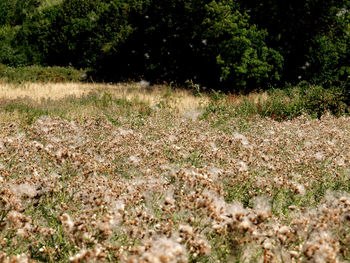 Scenic view of field