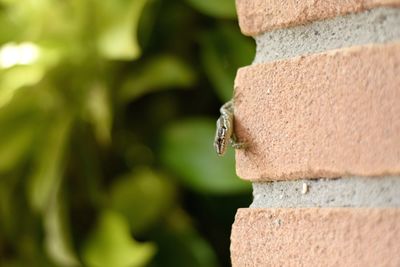 Close-up of insect on rock