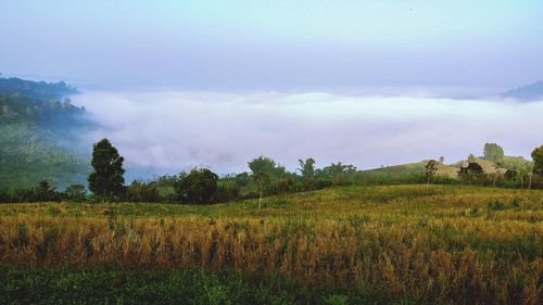 Scenic view of field against sky