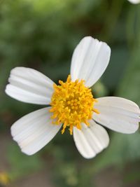 Close-up of white flower