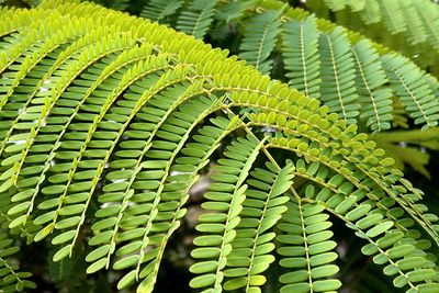 Close-up of green leaves on plant