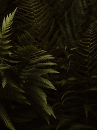 Close-up of fern leaves