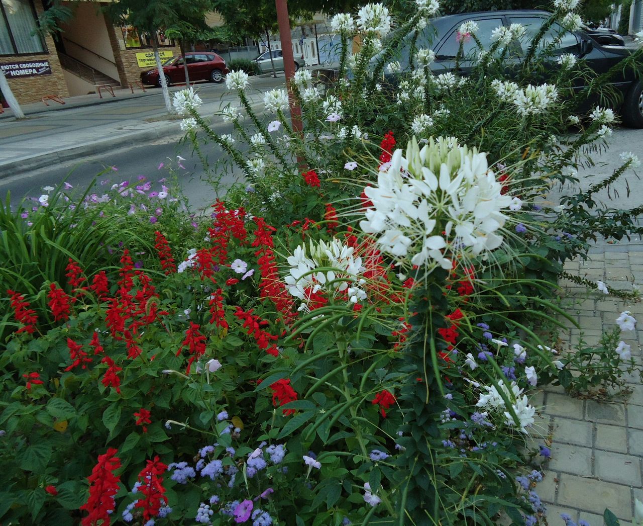 Close-up high angle view of flowers and leaves