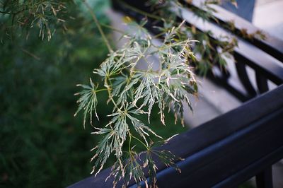 Close-up of fresh green plant