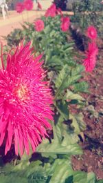 Close-up of pink flowers blooming outdoors