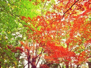 Low angle view of maple tree