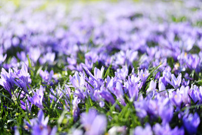 Close-up of purple crocus flowers on field