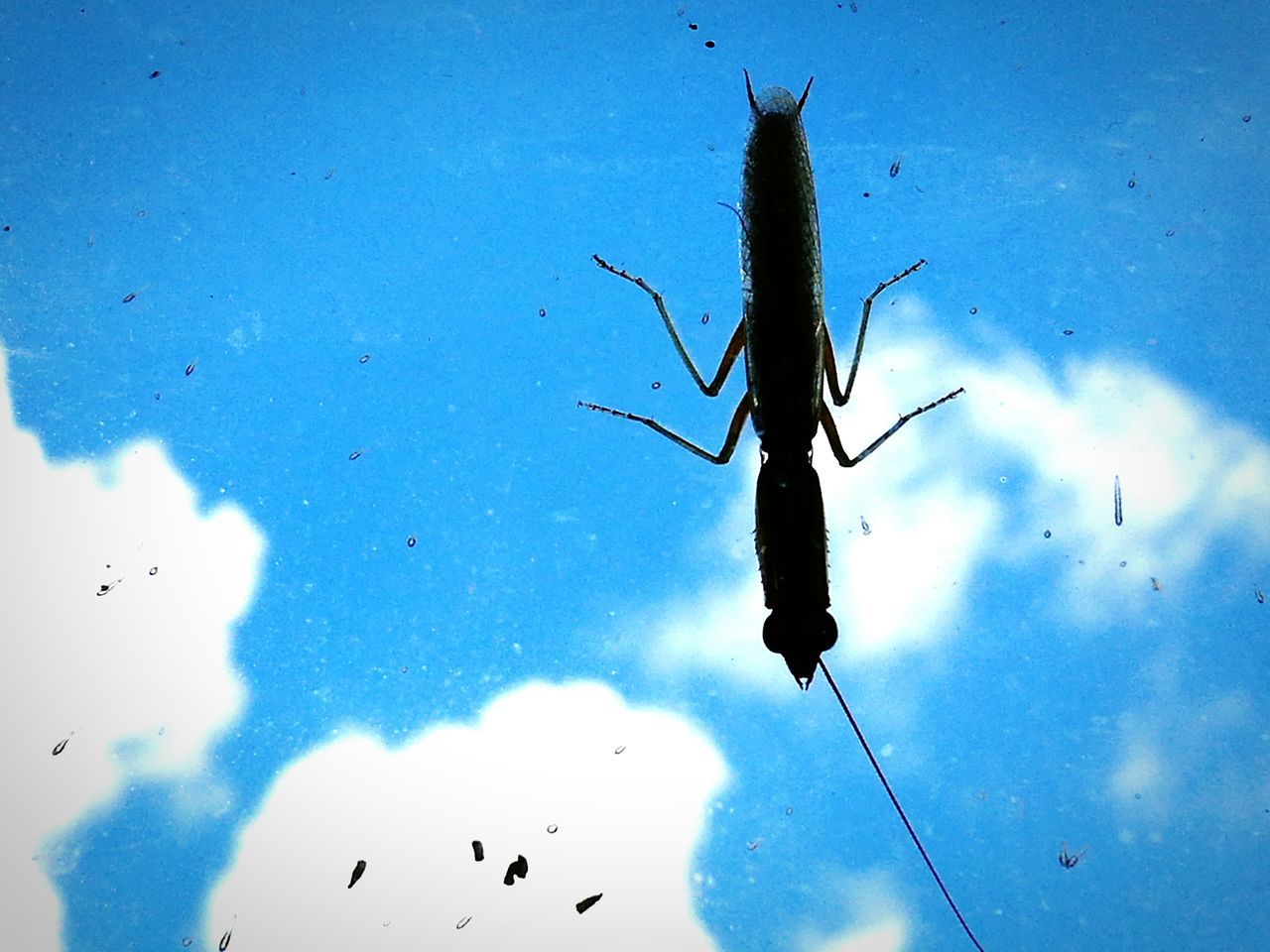 blue, sky, low angle view, nature, animals in the wild, animal themes, no people, outdoors, beauty in nature, cloud - sky, day