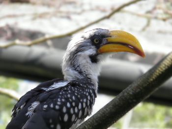 Close-up of tropical bird