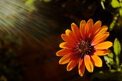 Close-up of orange flower against blurred background