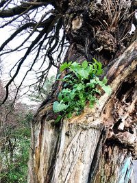 Close-up of tree trunk