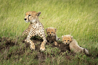 Female cheetah lies on mound beside cubs