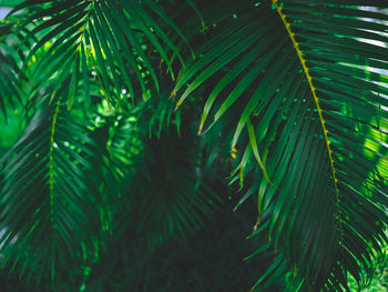 Close-up of palm tree leaves