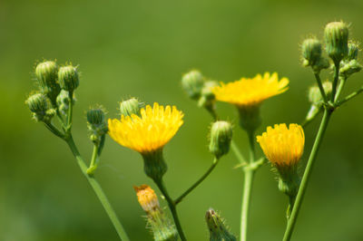 Multiple perennial sowthistle in bloom close-up view with green blurry background