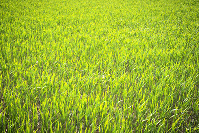 Full frame shot of corn field